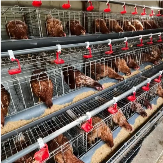 Paket Kandang Ayam Petelur