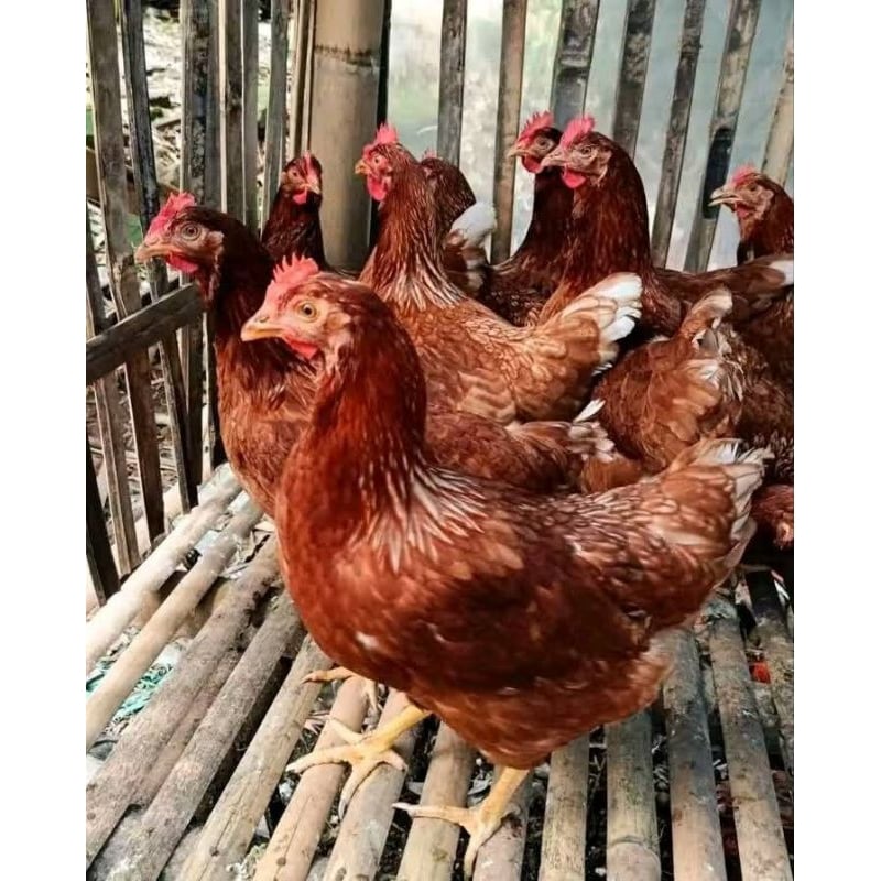 Pullet Ayam Petelur Lohmann Brown